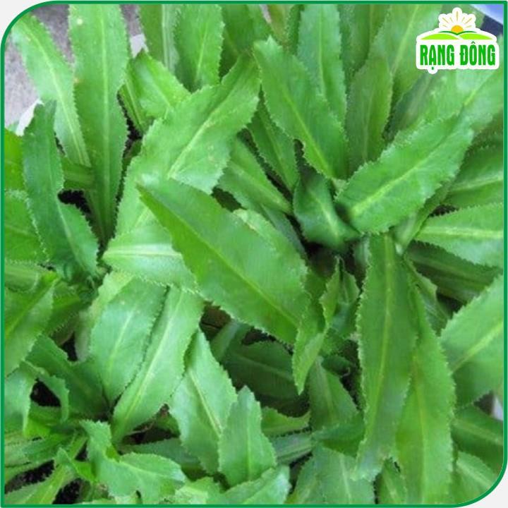 Hạt Giống Ngò Gai (Rau Thơm Mùi Tàu) Dễ Trồng, Sinh Trưởng Tốt (gói 10 gram) - Hạt giống Rạng Đông