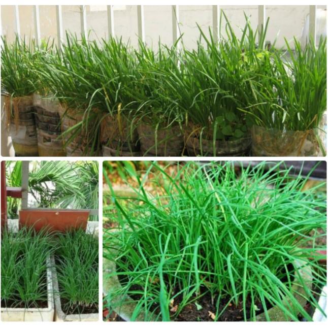 5gr hạt hẹ ta cao sản