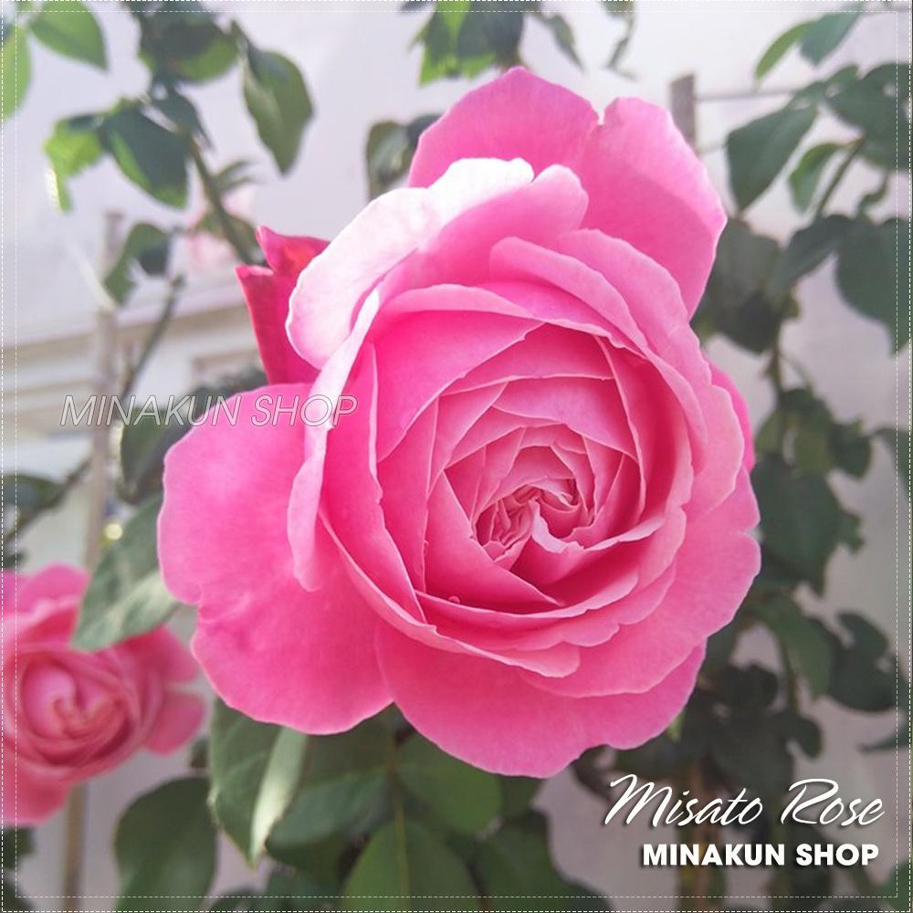 Hoa hồng ngoại Misato đẹp quyến rũ