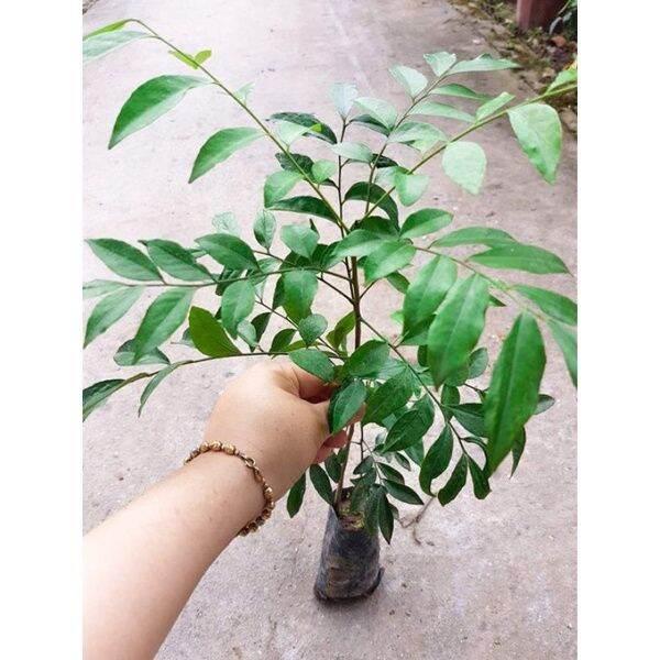 Combo 5 cây móc mật siêu tốt
