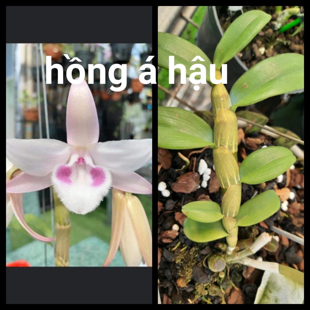 Hoa lan phi điệp tím bắc cạn