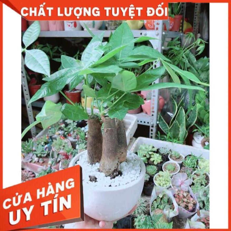 Chậu Kim Ngân 3 Thân Nhiều Người Mua