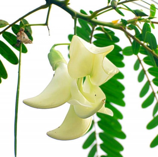 15g Hạt giống cây so đũa tứ quý thái - Tỷ lệ nảy mầm cao, cây sinh trưởng nhanh, dễ trồng