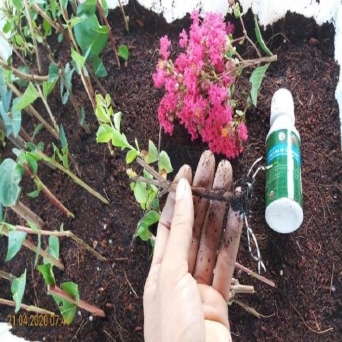 COMBO 10 BẦU CÂY GIỐNG HOA TƯỜNG VY