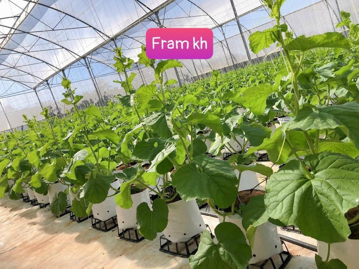 Bộ 10 đế nhựa kê chậu hoặc túi trồng cây