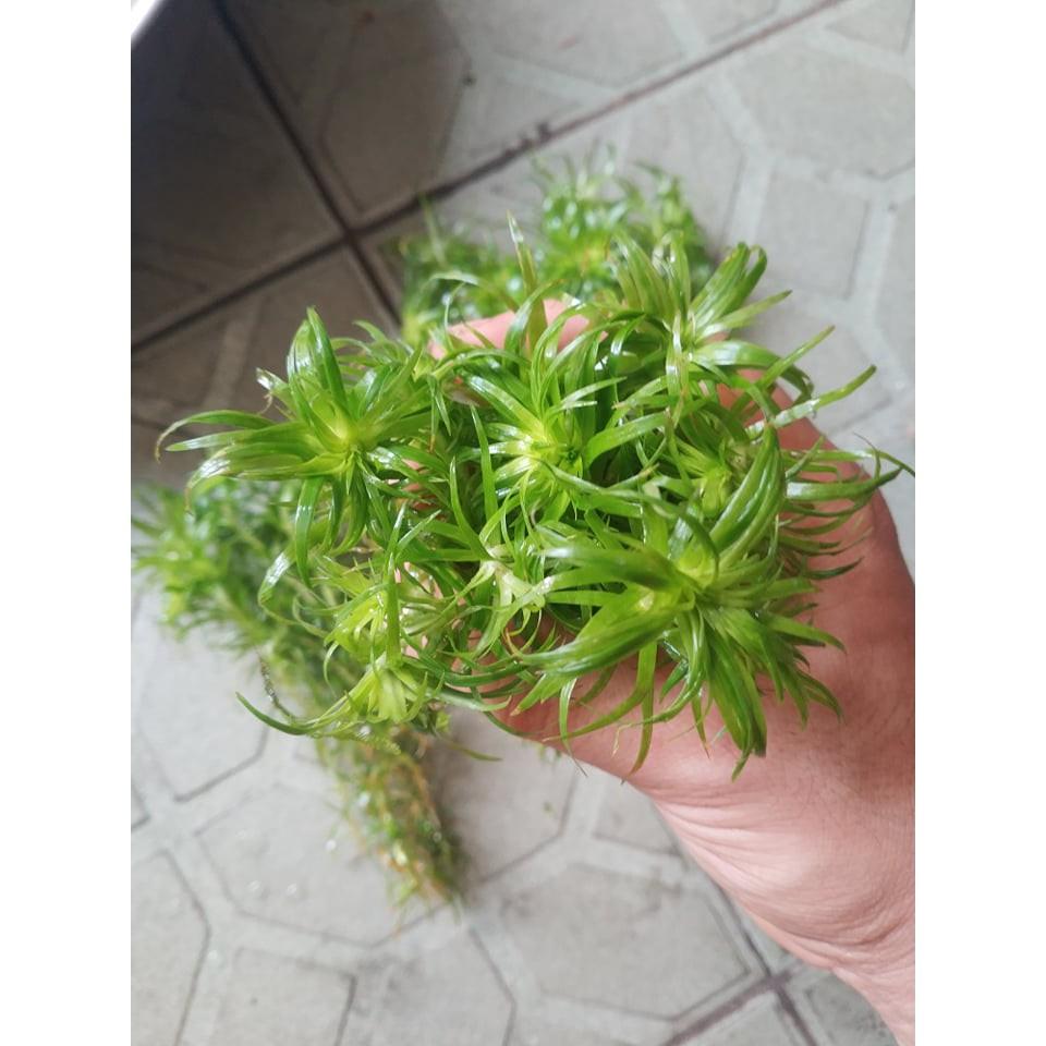 Cắt Cắm - Tonia- thái dương thảo full lá nước
