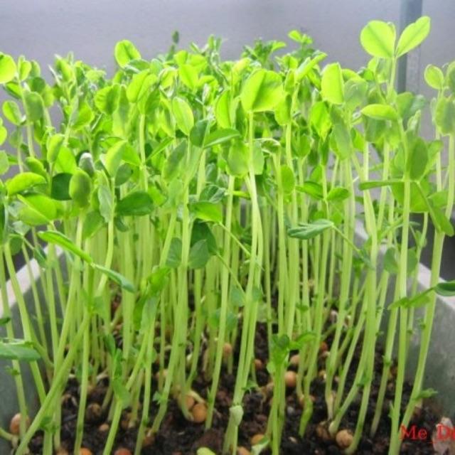 HẠT GIỐNG RAU MẦM ĐẬU HÀ LAN