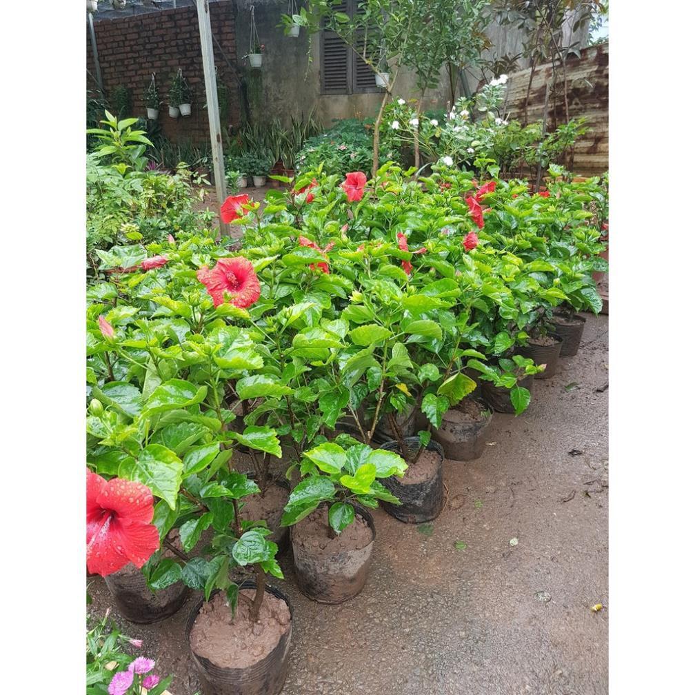 Dâm bụt cảnh đang hoa – Gửi cây như hình