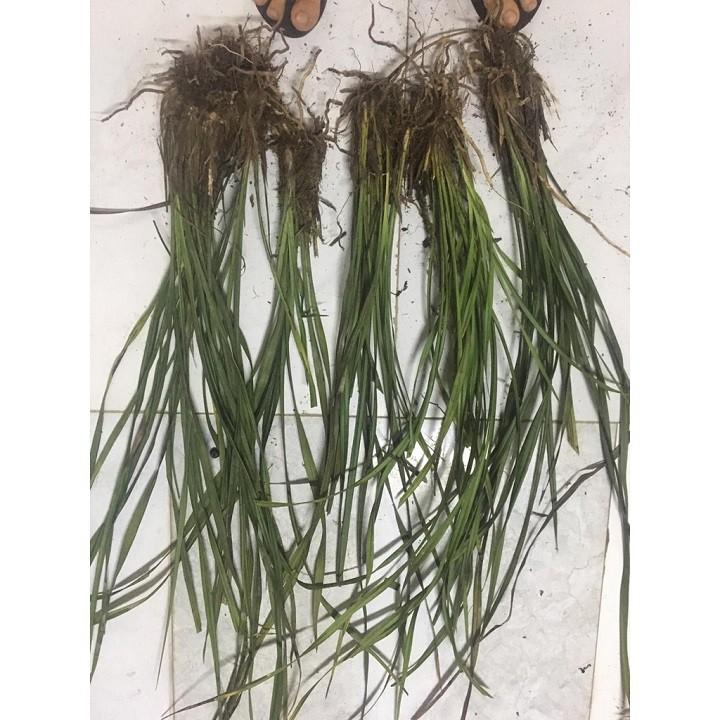 COMBO 3 THÂN ĐỊA lan k.iếm tương tư hồng tây bắc-một loài lan vô cùng quý hiếm