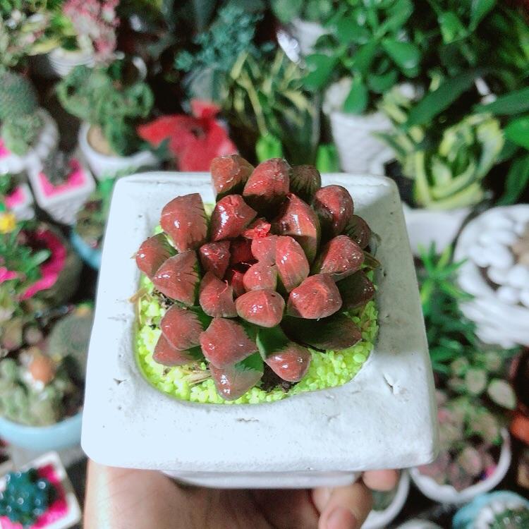 Chậu Cây Kim Cương Đỏ
