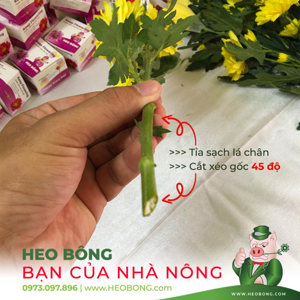 - Combo 18 ống Nước cắm hoa lâu tàn >14 NGÀY