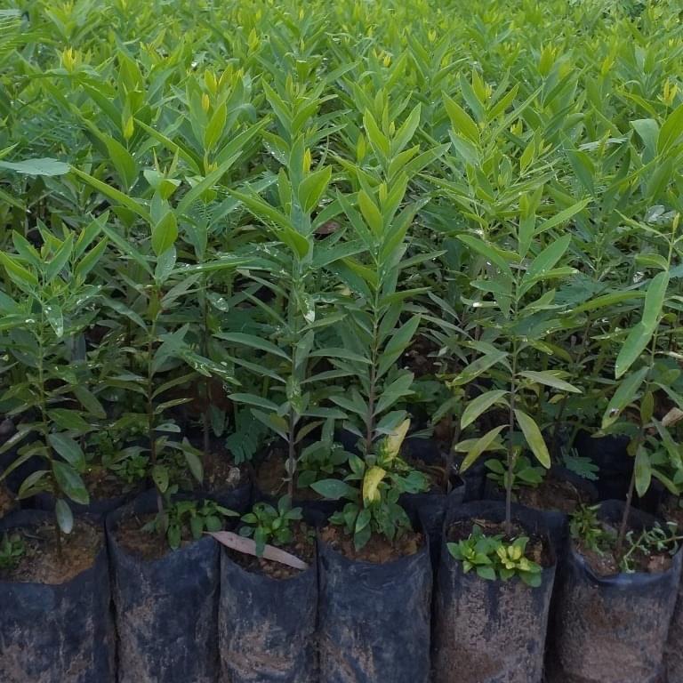 CÂY GIỐNG ĐÀN HƯƠNG trắng Ấn Độ .