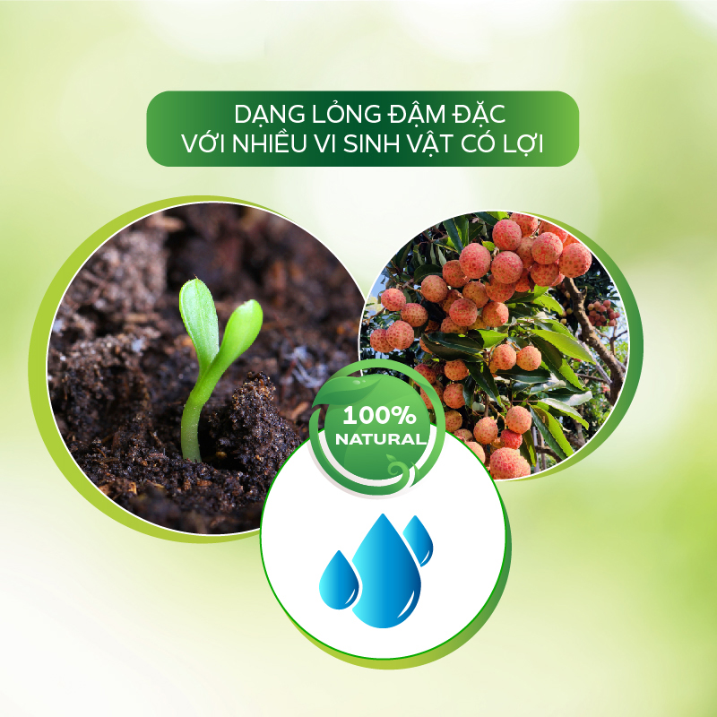 Chế Phẩm Đặc Trị Bệnh Xì Mủ, Thối Rễ, Thán Thư, Sương Mai, Nấm Hồng, Rụng Hoa Trên Cây Trồng - AT Vaccino Tím 500ml