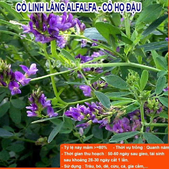 4 Loại Hạt Cỏ Chăn Nuôi - Cỏ Voi Lai, Mombasa Ghine, Lục Lạc Sợi, Alfalfa Linh Lăng