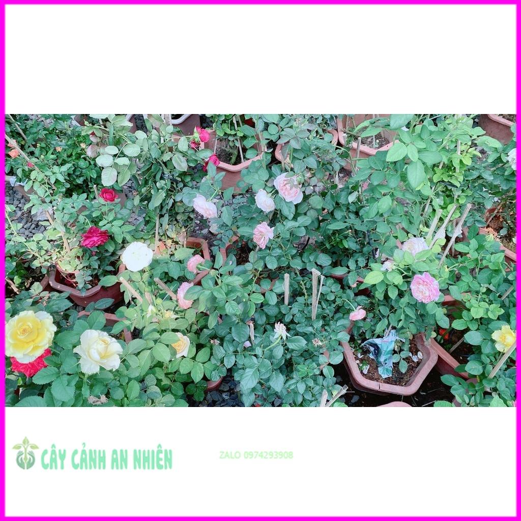 Chậu Hoa Hồng Tezza