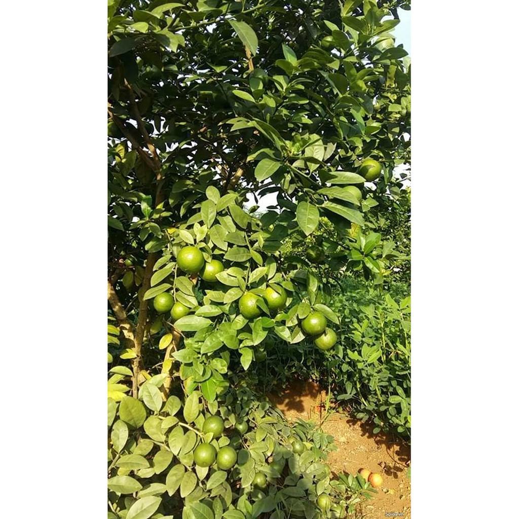 Sản phẩm CÂY CHANH ĐÀO