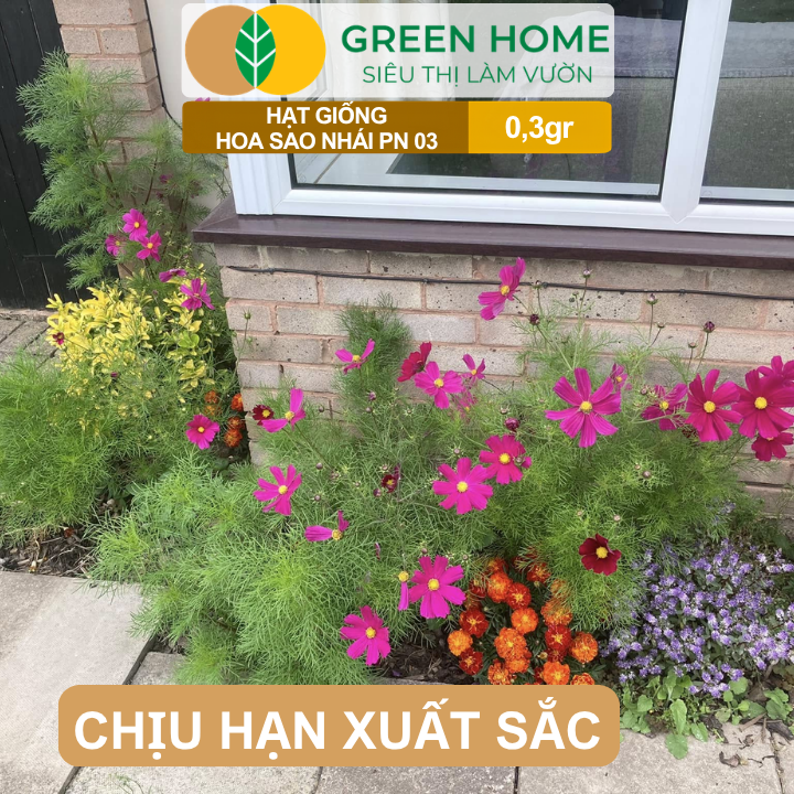Hạt Giống Hoa Sao Nhái Mix GreenHome, Gói 0,3g, Sai Hoa, Màu Rực Rỡ, Dễ Trồng Quanh Năm H13