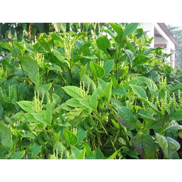 NGUYÊN BẦU CÂY GIỐNG CÂY HOA SÓI, HOA ĐẸP, CỰC THƠM, RẤT TỐT CHO SỨC KHỎE