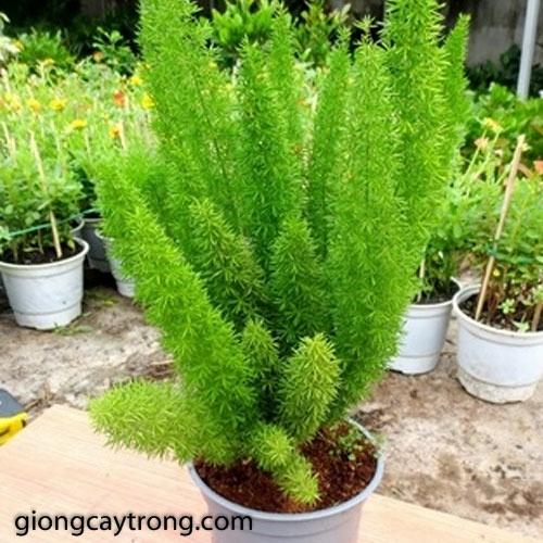 Hạt Giống Cây Tùng Đuôi Chồn Trúc Thiên Môn CT525 - Gói 5 hạt