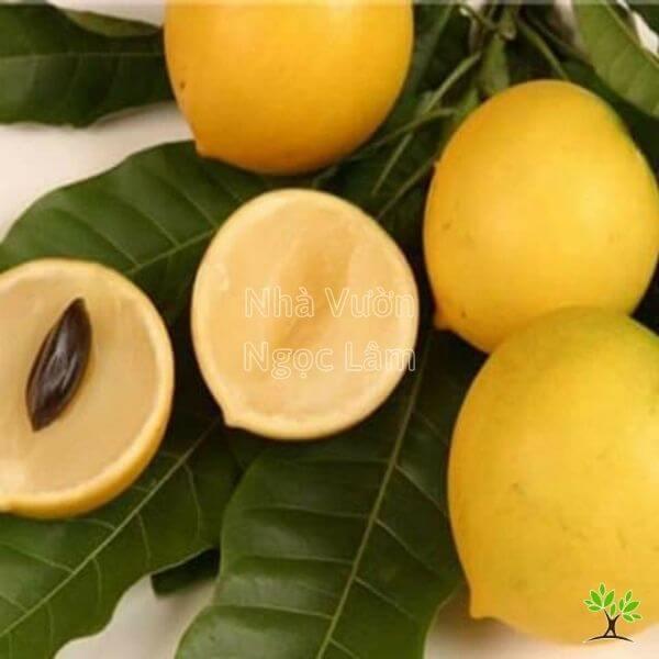 Cây giống vú sữa hoàng kim