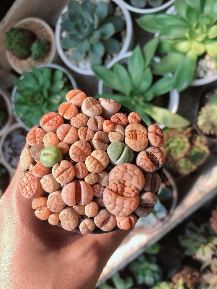 Cây Thạch Lan -Hoa Sỏi-Thạch Lan