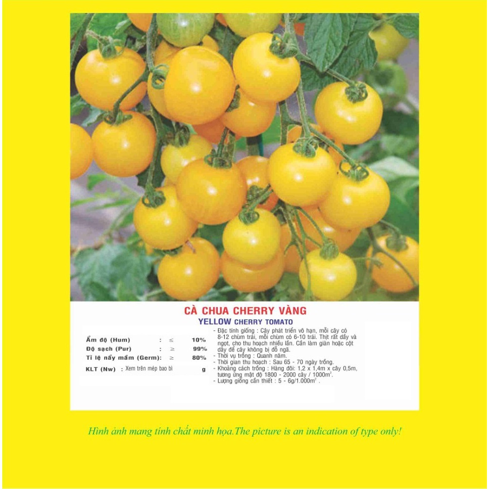 Hạt giống cà chua cherry vàng trái sai dạng chùm VTP15