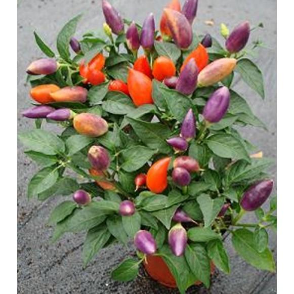 30 hạt Ớt ngũ sắc ớt 5 màu