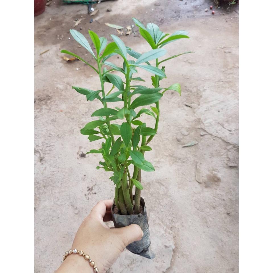Cây giống sâm đất - cây giống to