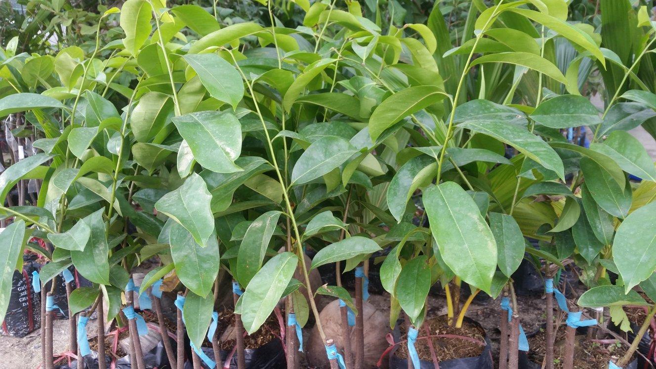 Cây giống Mãng cầu xiêm Thái