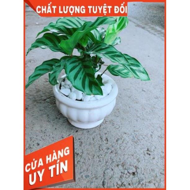 Chậu Đuôi Công Xanh