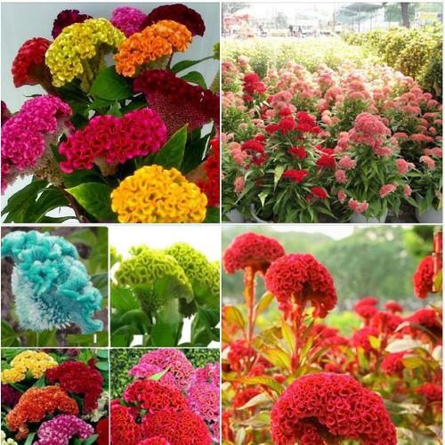 Hạt giống hoa màu gà búa mix màu - gói 100 hạt