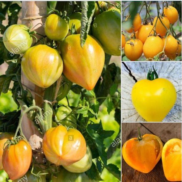 Hạt giống cà chua trái tim vàng f1 -gói 20 hạt-tặng kèm gói phân bón lót