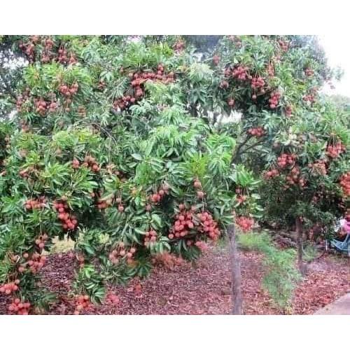 CÂY GIỐNG VẢI KHÔNG HẠT