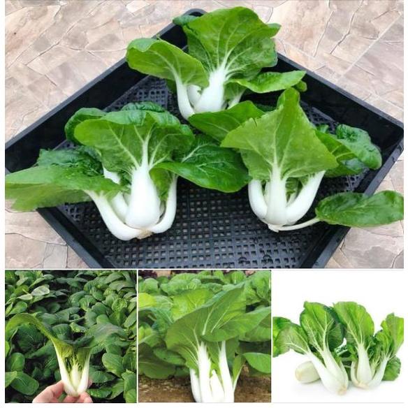 Hạt giống rau cải bẹ trắng - Gói 1kg