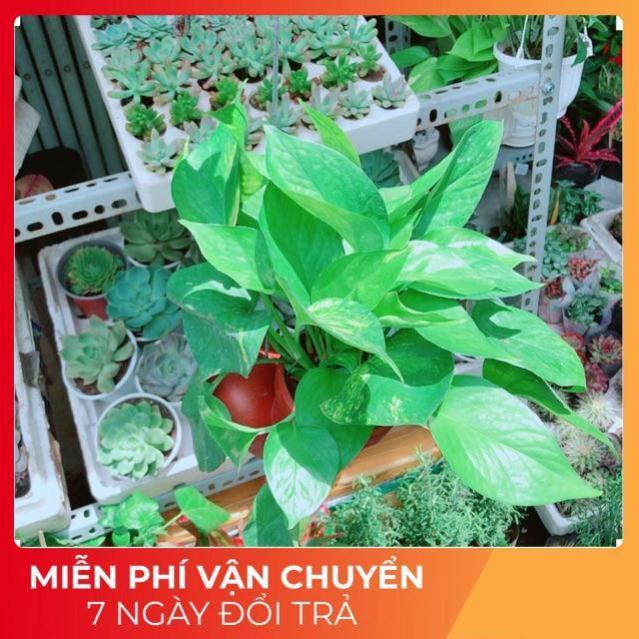 Chậu Trầu Bà Thái