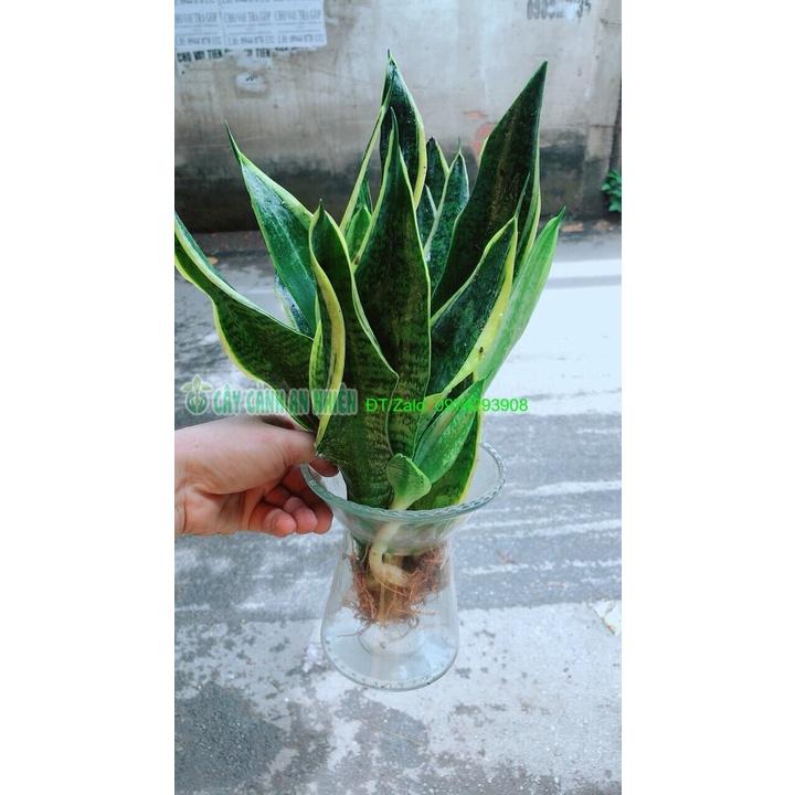 Chậu Lưỡi Hổ Thuỷ Sinh