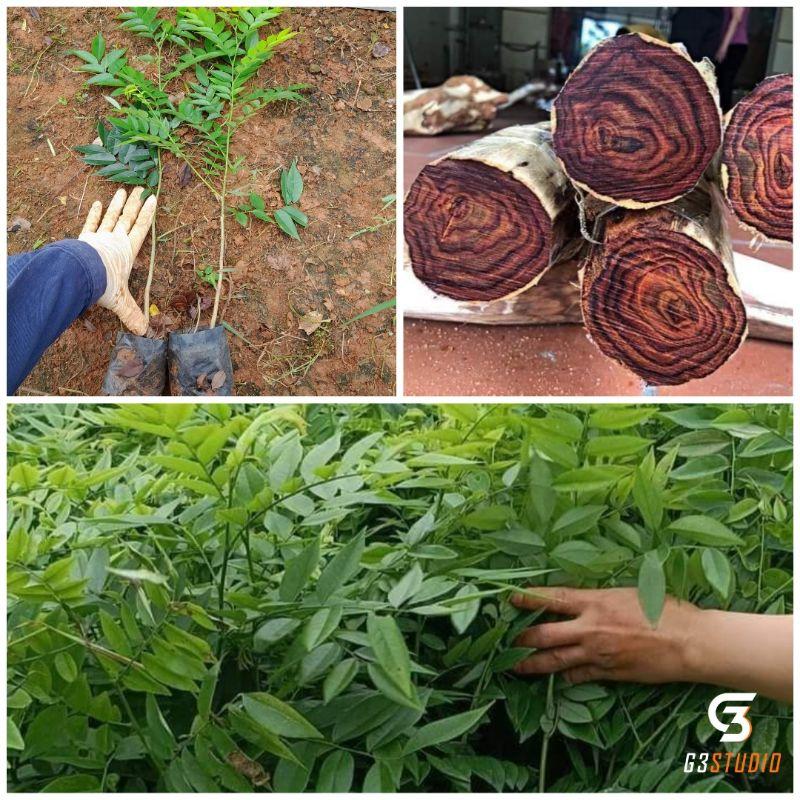 Cây giống sưa đỏ