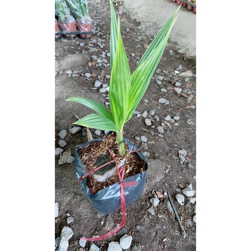 Cây Dừa Xiêm Lùn