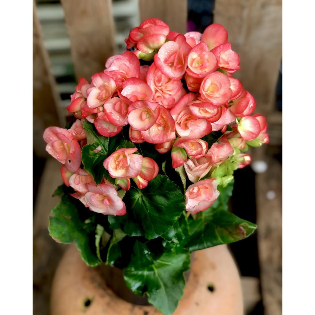 Chậu hoa Thu Hải Đương màu hồng Borias chỉ giao được khu vực Miền Nam