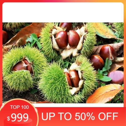 CÂY GIỐNG CÂY HẠT DẺ TRÙNG KHÁNH