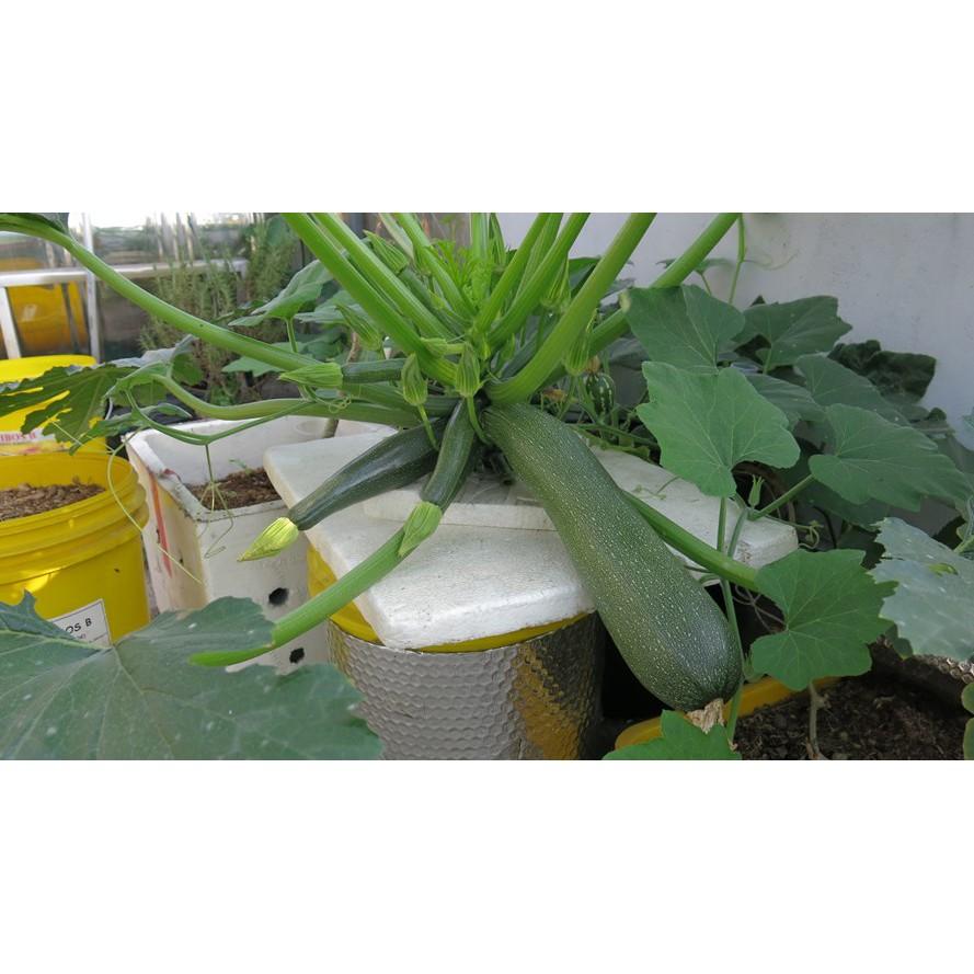 Hạt giống bí ngồi xanh 10 hạt quả to đẹp