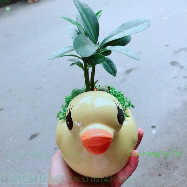 Chậu Vịt Vàng May Mắn