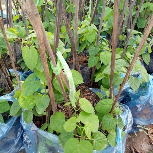 Sản phẩm Cây hoa thiên lý