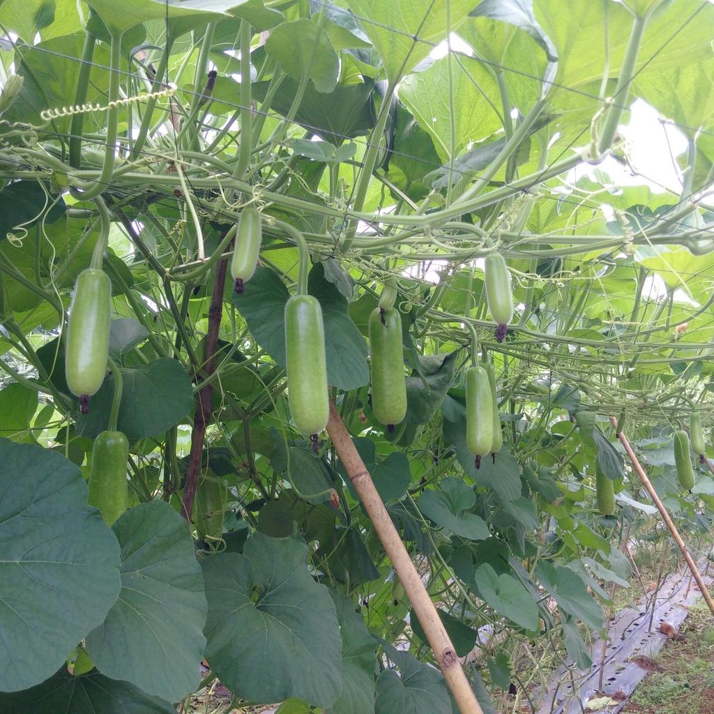 Hạt Giống Bầu Sao ẤN ĐỘ Agristar 666