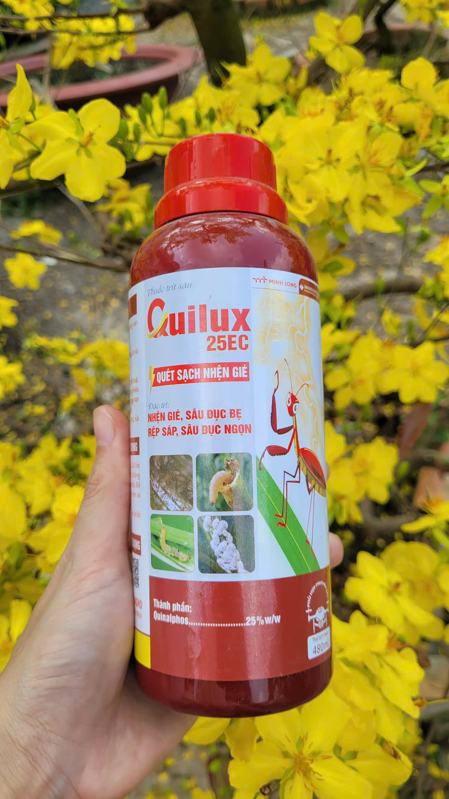 Thuốc trừ nhện gié, sâu phao đục bẹ, rệp sáp hiệu QUILUX 25EC chai 480ml trên lúa, cà phê, điều hiệu quả cao