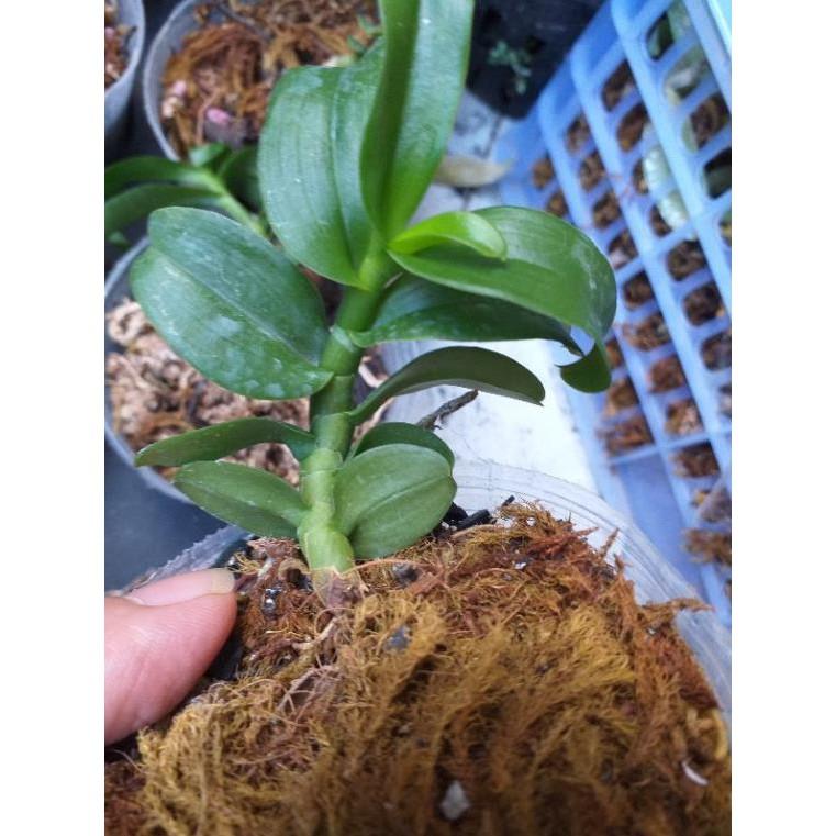 Hoa phong lan 5ct Bùi Việt