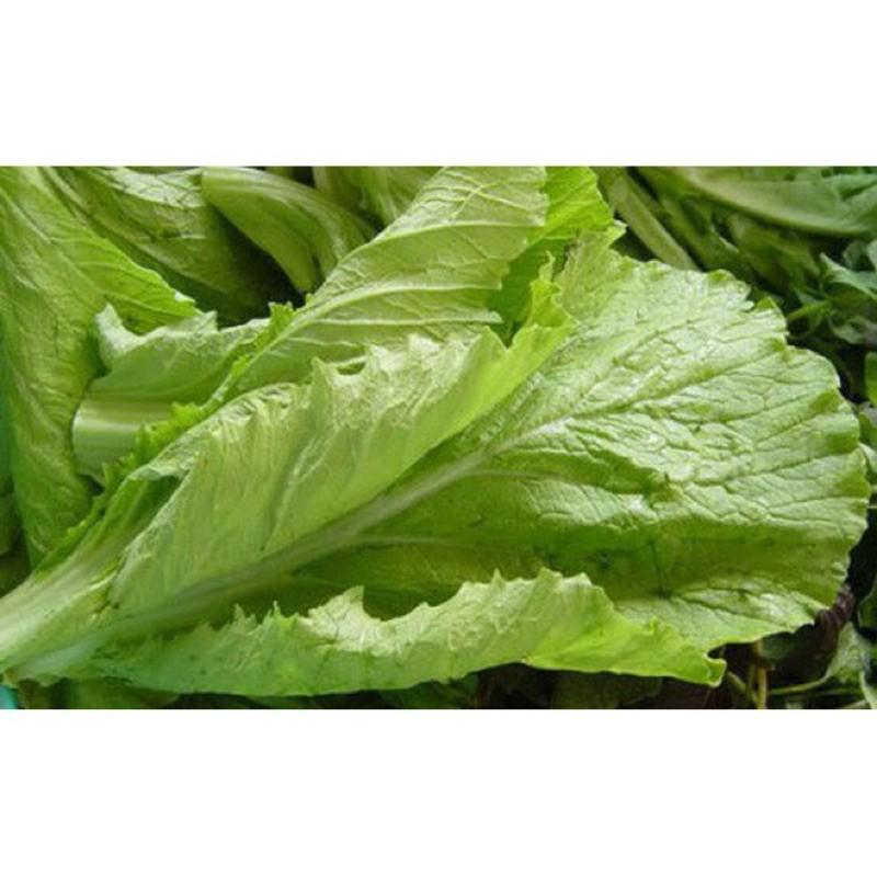 HẠT GIỐNG RAU CẢI BẸ HỒNG KÔNG ĐẶC BIỆT LAI F1 gói 20gr