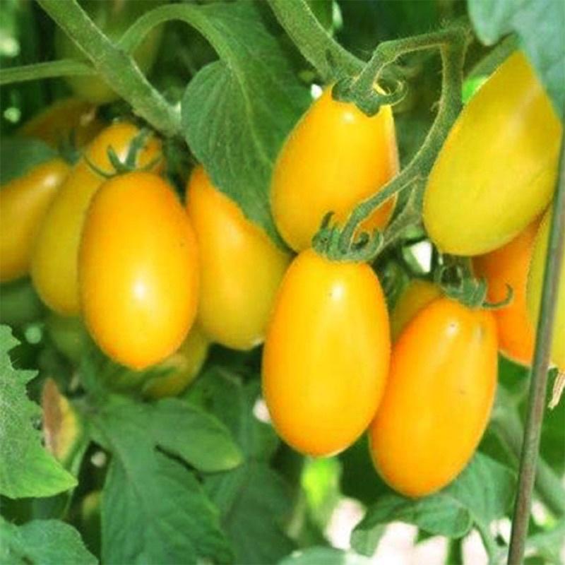 10 hạt giống cà chua bi vàng - cherry tomato