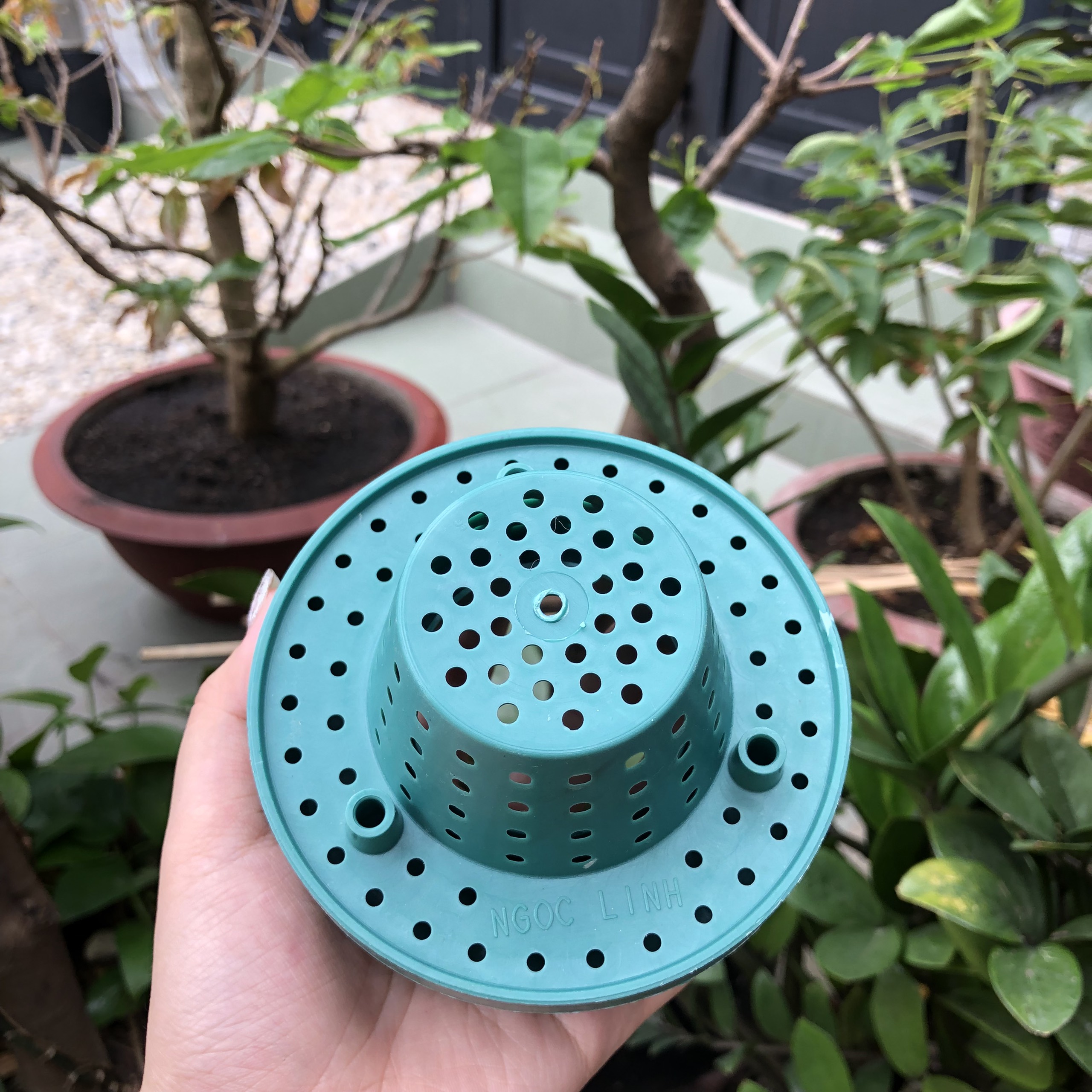 Cốc điều hòa sinh trưởng lan