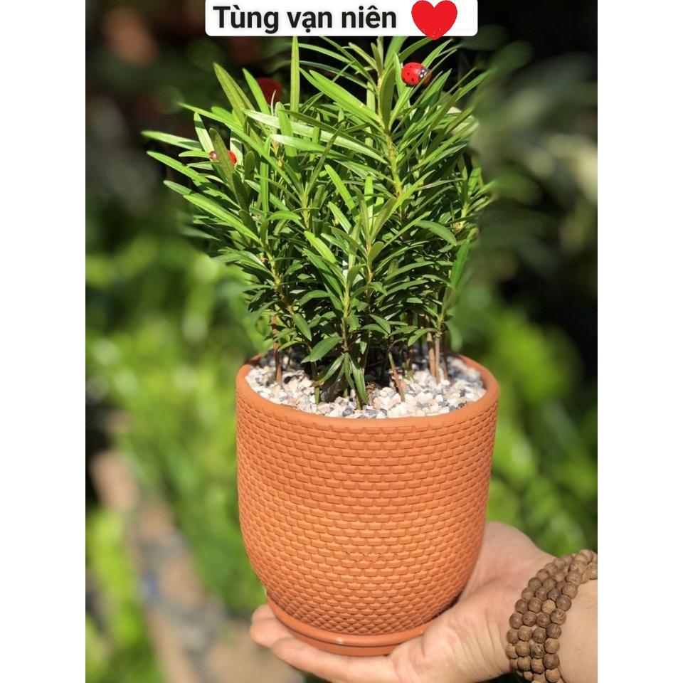 tùng vạn niên